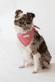 Buddy Dog Bandana (Color: Red Gingham, size: S)