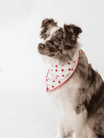 Buddy Dog Bandana (Color: Seersucker Dots, size: S)