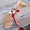 Susan Lanci Designs Plain Leash