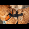 K9 Sport Harness