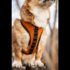 K9 Sport Harness