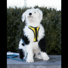 K9 Sport Harness