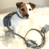 Dog Harness