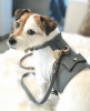 Dog Harness