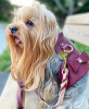 Dog Harness