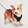 Mr. Peanut's PetTrek Reflective Pet Harness With Matching Leash