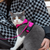 Mr. Peanut's PurrTrek Reflective Cat Harness with Matching Leash